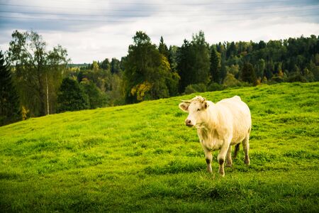 A beautiful white cows in the field. Rural landscape with cattle.の写真素材