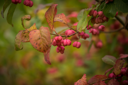 A beautiful pink fruits of spindle tree in natural habitat. Spindle branch on natural background in autumn.の写真素材