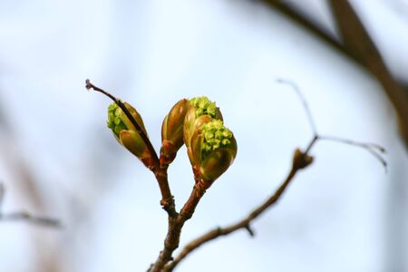 Beautiful maple tree blossoms in spring in natural habitat