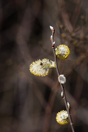 Beautiful willow tree blossoms in spring in natural habitatの写真素材