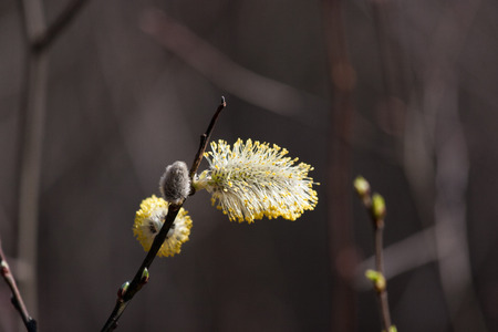 Beautiful willow tree blossoms in spring in natural habitatの写真素材