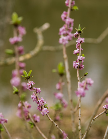 Beautiful mezereon blossoms in spring in natural habitatの写真素材