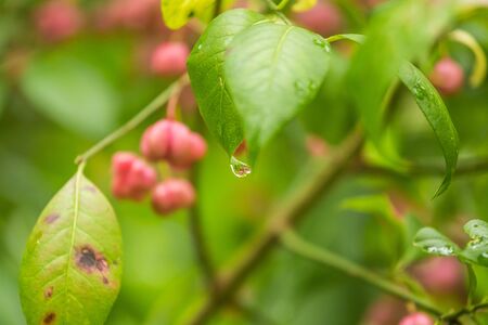 Beautiful, bright fruits of spindle tree in autumn in natural habitat. Colorful autumn closeup. Pink fruits in green leaves.の写真素材