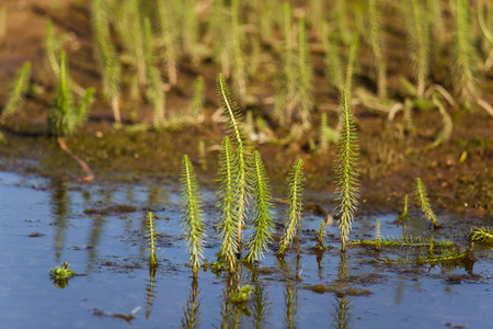 A beautiful riverside scenery in autumn. Plants growing near the river. Autumn landscape in Northern Europe.の写真素材