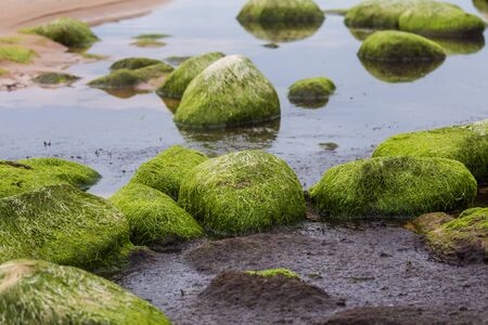 A beautiful beach landscape with a green moss covered stones. Algae growing on seaside rocks....