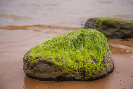 Bright green moss growing on a sea stone. Green algae in the beach. Natural seaside plants. A...