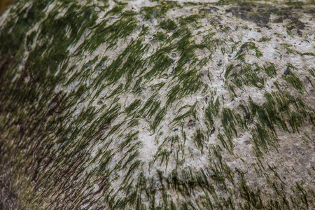 Bright green moss growing on a sea stone. Green algae in the beach. Natural seaside plants. A...