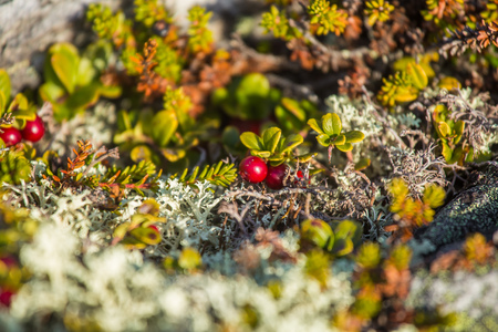 Wild berries growing on a mountain hillside in autumn in Norway. Tasty food for bears.の写真素材