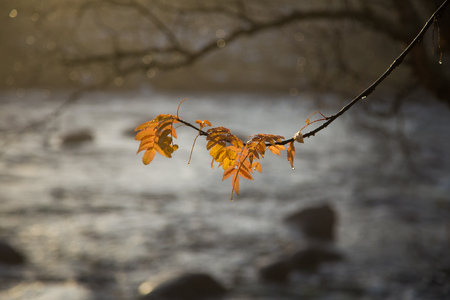 Beautiful, bright colorful leaves hanging in the branches in autumn in Norway.の写真素材