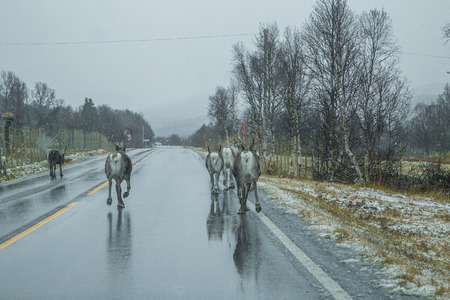 Beautiful reindeer at the road in Norway during the first snow in autumn. Caribou walking on a road.の写真素材