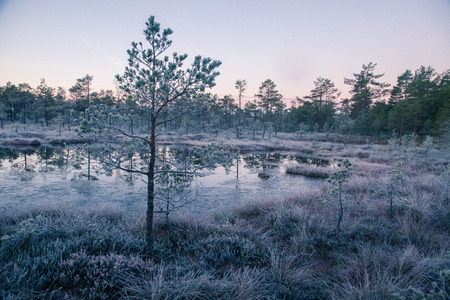 A beautiful morning landscape in a frozem swamp. A small swamp ponds in autumn. Quagmire un wetlands...