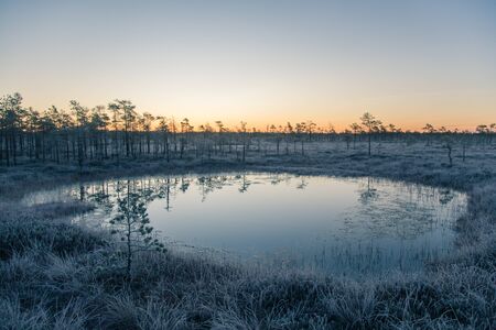 A beautiful morning landscape in a frozem swamp. A small swamp ponds in autumn. Quagmire un wetlands with reflections. White frozem grass.の写真素材
