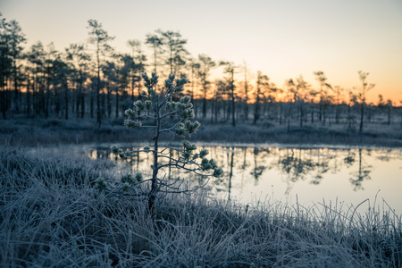 A beautiful morning landscape in a frozem swamp. A small swamp ponds in autumn. Quagmire un wetlands with reflections. White frozem grass.の写真素材