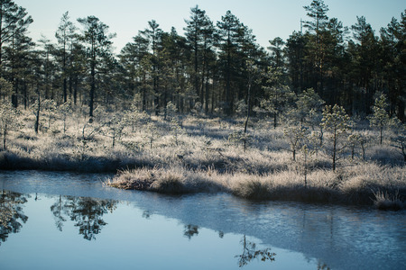 A beautiful morning landscape in a frozem swamp. A small swamp ponds in autumn. Quagmire un wetlands with reflections. White frozem grass.の写真素材