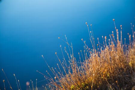 Beautiful swamp plants in a frosty morning in autumn. Shallow depth of field.の写真素材