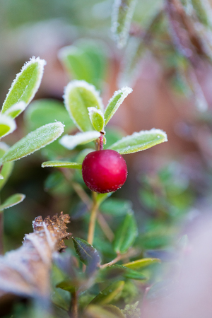 A beautiful frozen cranberries in a morning wetlands. Healthy food with vitamins. Closeup with shallow depth of field.の写真素材