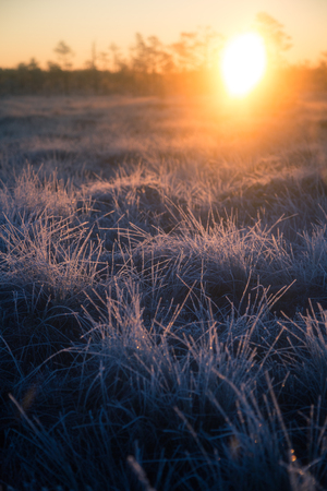 Beautiful morning landscape with a rising sun. Colorful scenery of a frozen wetlands in autumn. First frost in nature. Bright sun shine with flares.の写真素材