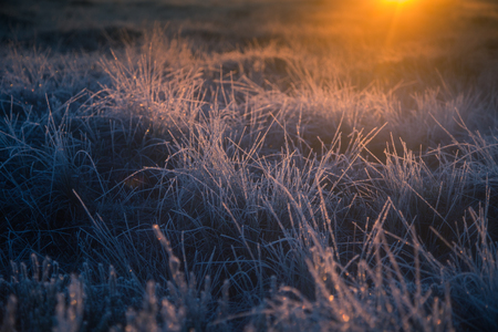 Beautiful morning landscape with a rising sun. Colorful scenery of a frozen wetlands in autumn. First frost in nature. Bright sun shine with flares.の写真素材