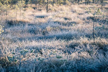 A beautiful morning landscape in a frozen swamp. Bright, colorful sunrise in frozen wetlands. Beautiful autumn scenery in Latvia.の写真素材
