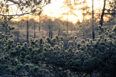 A beautiful morning landscape in a frozen swamp. Bright, colorful sunrise in frozen wetlands. Beautiful autumn scenery in Latvia.の写真素材