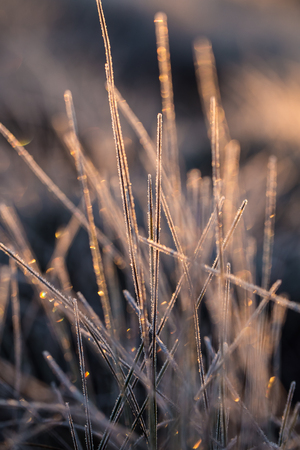 A beautiful closeup of a frozem sedge grass in wetlands. Icy grass in the morning light in fall. Swamp scenery in cold morning in Latvia.の写真素材