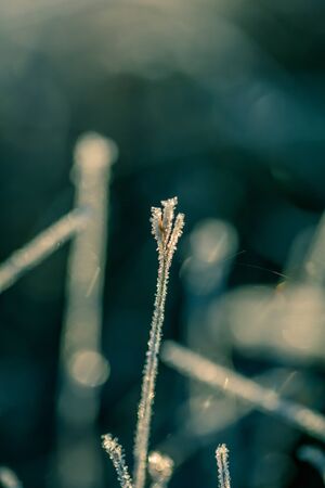 A beautiful closeup of a frozem sedge grass in wetlands. Icy grass in the morning light in fall. Swamp scenery in cold morning in Latvia.の写真素材