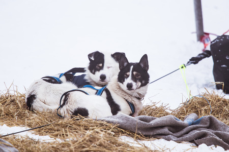 Beautiful alaska husky dogs resting during a sled dog race. Long distance sled dog race in Norway.の写真素材
