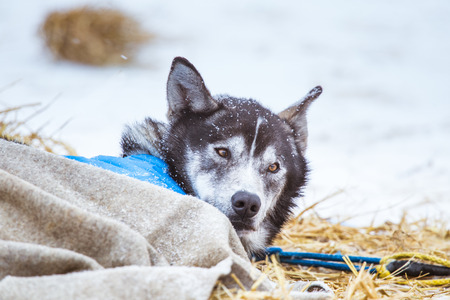 Beautiful alaska husky dogs resting during a sled dog race. Long distance sled dog race in Norway.の写真素材