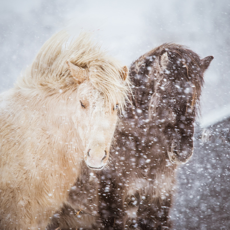 Beautiful hairy horses standing behing the electric fence in heavy snowfall. Norwegian farm in the...