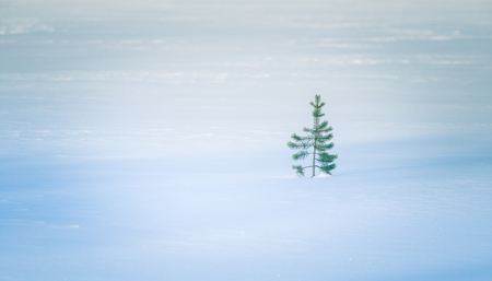 A beautiful minimalist landscape of a frozen lake in central Norway. Wide snowy area with trees.