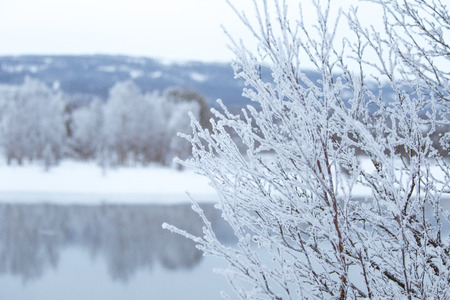 Beautiful frozen river with a trees on a bank. White winter landscape of central Norway. Light scenery.の写真素材