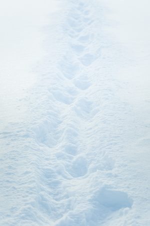 Beautiful fresh snow pattern in minimalistic style. Winter background. Norway, Northern Europe. Close up textureの写真素材