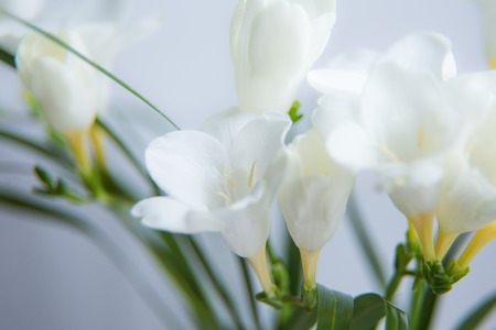 A beautiful closeup of a white freesia flower with shallow depth of field. Spring flowers near the...