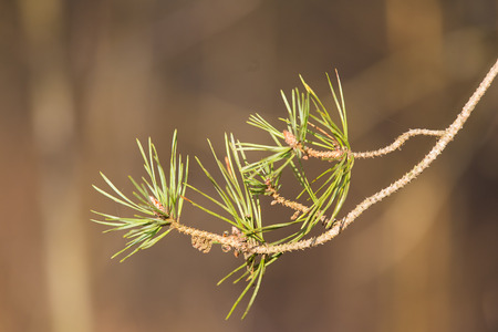 A beautiful pine tree buds in a sunny early spring day. Closeup of a tree branch. Shallow depth of...