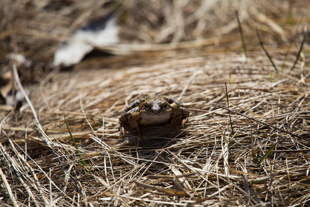 A beautiful brown frog sitting on a ground, full of dried last years leaves and grass. Early spring scenery. New life in spring. Shallow depth of field.の写真素材