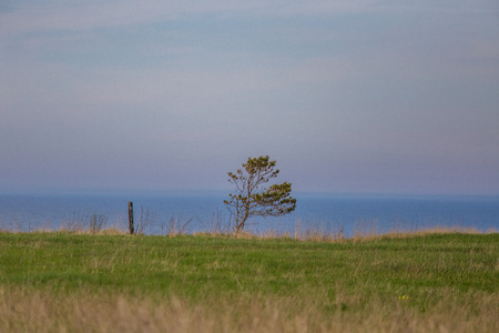 A beautiful spring landscape of a Baltic sea coast. Trees in the beach. Sunny day.の写真素材