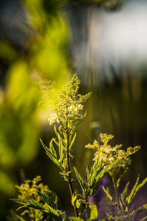 Beautiful summer meadow flowers and grasses during the Midsummer festival day in Latvia, Northern Europe.の写真素材