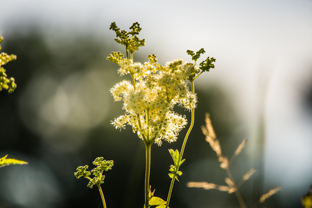 Beautiful summer meadow flowers and grasses during the Midsummer festival day in Latvia, Northern Europe.の写真素材