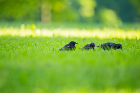 A beautiful adurl common starling feeding in the grass before migration. Sturnus vulgaris. Adult bird in park in Latvia, Northern Europe. Shallow depth of field.の写真素材