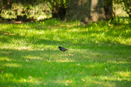 A beautiful adurl common starling feeding in the grass before migration. Sturnus vulgaris. Adult bird in park in Latvia, Northern Europe. Shallow depth of field.の写真素材