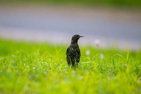 A beautiful adurl common starling feeding in the grass before migration. Sturnus vulgaris. Adult bird in park in Latvia, Northern Europe. Shallow depth of field.の写真素材