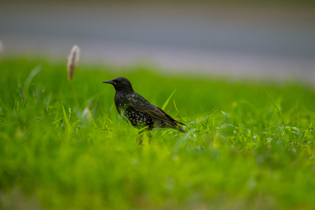 A beautiful adurl common starling feeding in the grass before migration. Sturnus vulgaris. Adult bird in park in Latvia, Northern Europe. Shallow depth of field.の写真素材