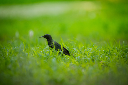 A beautiful adurl common starling feeding in the grass before migration. Sturnus vulgaris. Adult bird in park in Latvia, Northern Europe. Shallow depth of field.の写真素材