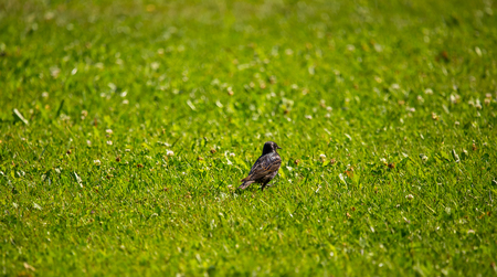 A beautiful adurl common starling feeding in the grass before migration. Sturnus vulgaris. Adult...