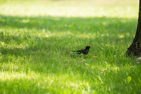 A beautiful common blackbird feeding in the grass in park before migration. Turdus merula. Adult bird in park in Latvia, Northern Europe.の写真素材