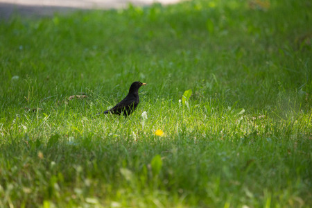 A beautiful common blackbird feeding in the grass in park before migration. Turdus merula. Adult bird in park in Latvia, Northern Europe.の写真素材