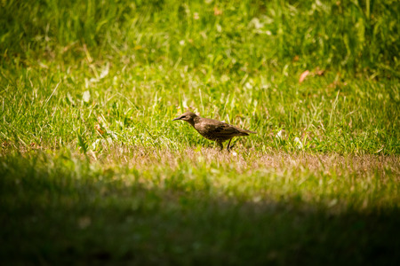A beautiful, brown common starling female feeding in the grass before migration. Adult bird in park...