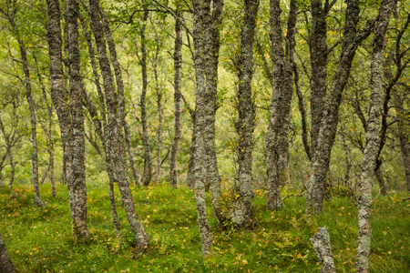 A beautiful, still green autumn forest on the mountain slope in Norway, Folgefonna National Park. Vibrant landscape of autumn.の写真素材