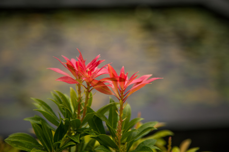 Beautiful picture of plants growing in garden. Bergen. Overcast day.の写真素材