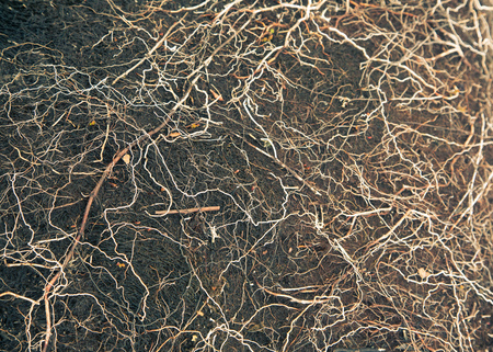 Local plant life in mountains in Folgefonna National Park in Norway. A beautiful closeup of an...